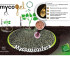 Mycogel micorrizas Rhizophagus irregularis