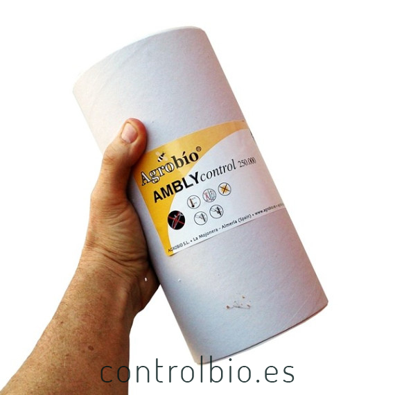 AMBLYCONTROL 250.000 Amblyseius cucumeris ácaro depredador de trips