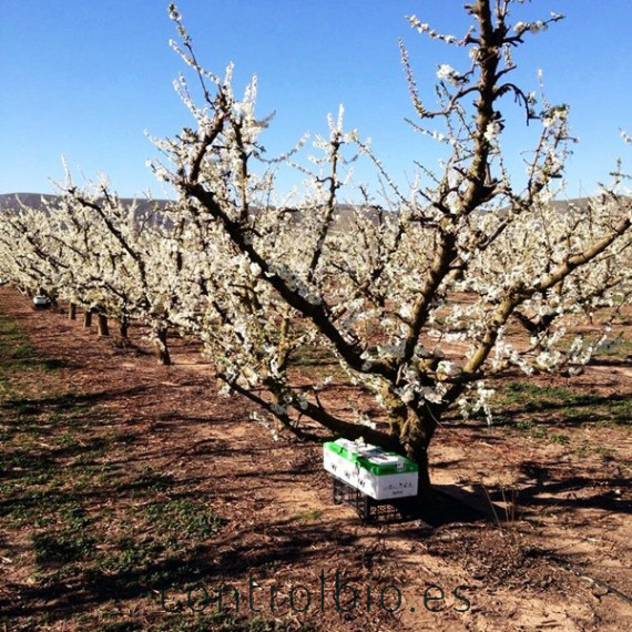 Estación polinizadora frutales koppert