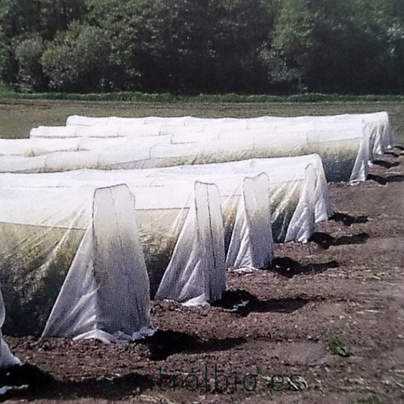 Natupol seeds koppert