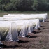 Natupol seeds koppert