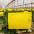 HORIVER 40x25 AMARILLA Trampa cromática adhesiva