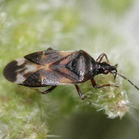 ANTHOCORIS CBi 1000 Anthocoris nemoralis contra Psyla