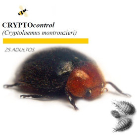 CRYPTOcontrol 25 Cryptolaemus enemigo natural de cochinillas