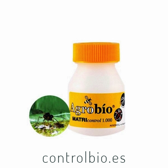 MATRIcontrol 2.000 Aphidius matricariae parasitoide de pulgones