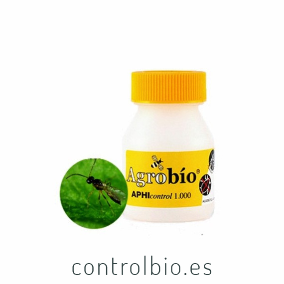 APHIcontrol 1000 pupas de aphidius colemani
