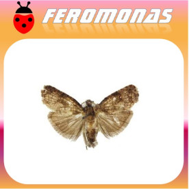 ECDYTOLOPHA AURANTIANA Polilla de las naranjas