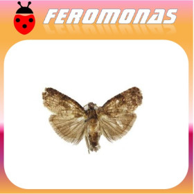 ECDYTOLOPHA AURANTIANA Polilla de las naranjas