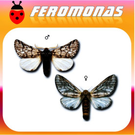 Feromona procesionaria 200 dias