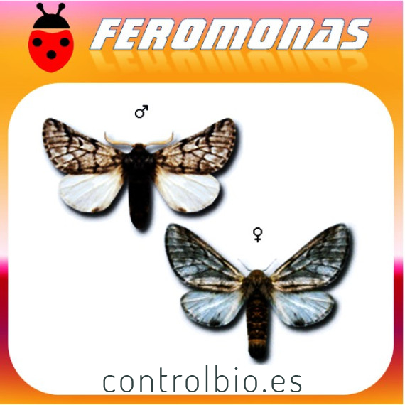 Feromona procesionaria 200 dias