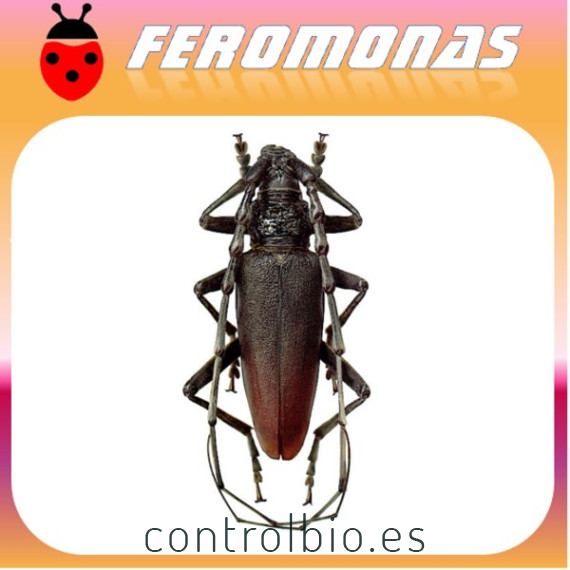 CERAMBYX Taladro de la encina Atrayente especial