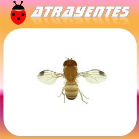 DROSOPHILA SUZUKII  mosca del vinagre de alas manchadas
