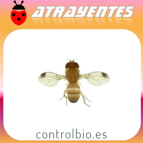 DROSOPHILA SUZUKII  mosca del vinagre de alas manchadas