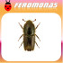 IPS MANNSFELDI Escarabajo perforador