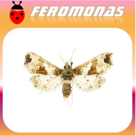 LEUCINODES ORBONALIS Polilla de la berenjena