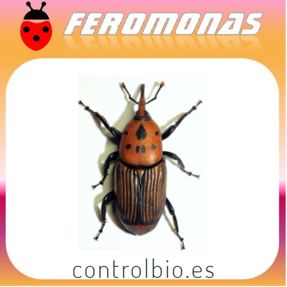 FEROMONA PICUDO ROJO 150 días