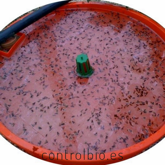 TUTASAN  trampa de agua para  Tuta absoluta