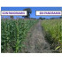 CERES-MIX WHEAT 1 L de Koppert bioprotector de semillas para cereales