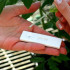 TEST Phytophthora 50 Ud