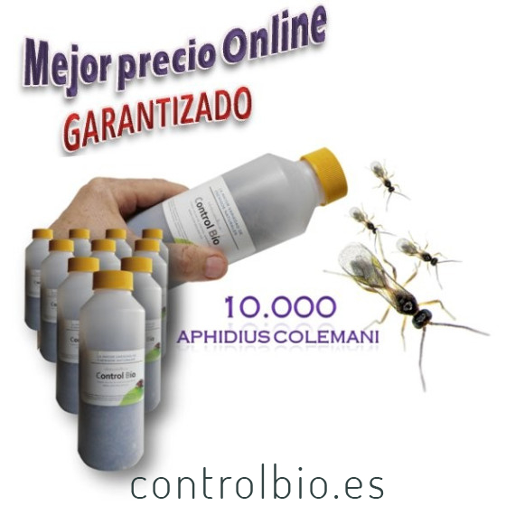 CBi Aphidius colemani 10.000 ud