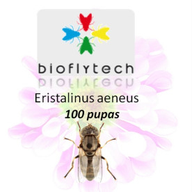 Eristalinus aeneus 300 insecto polinizador