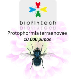 Protophormia terraenovae 10000