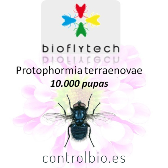Protophormia terraenovae 10000