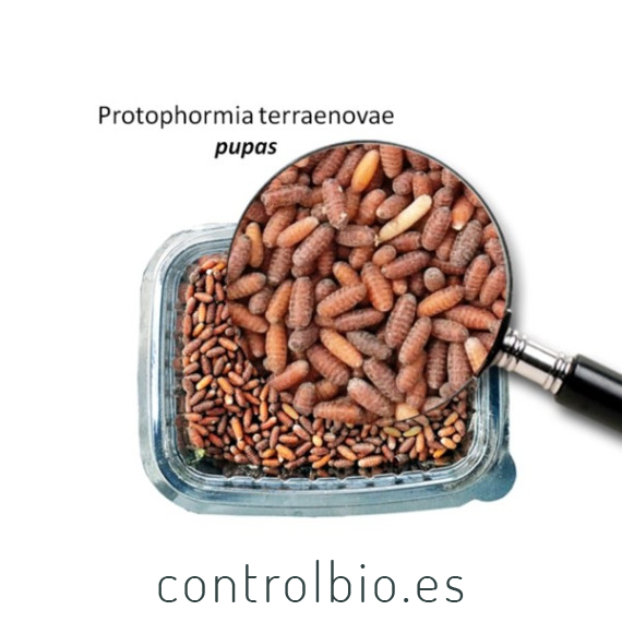 Protophormia terraenovae 10000