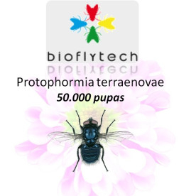 Protophormia terraenovae 50000