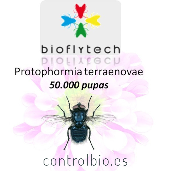 Protophormia terraenovae 50000
