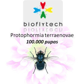 Protophormia terraenovae100000