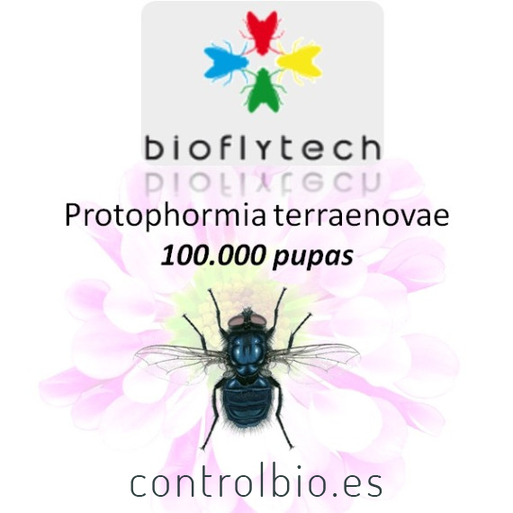Protophormia terraenovae100000