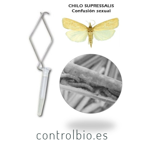 CHILOTEC confusion sexual Chilo suppressalis
