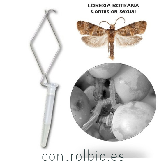 LOBETEC Confusión sexual Lobesia botrana