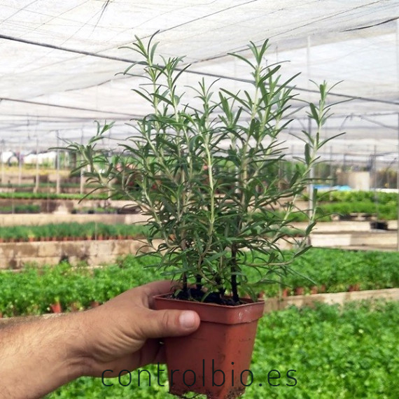 ROMERO (Rosmarinus officinalis) maceta X 6 ud