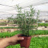 ROMERO (Rosmarinus officinalis) maceta X 6 ud