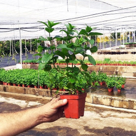 HIERBABUENA (Mentha longifolia) maceta X 6 ud
