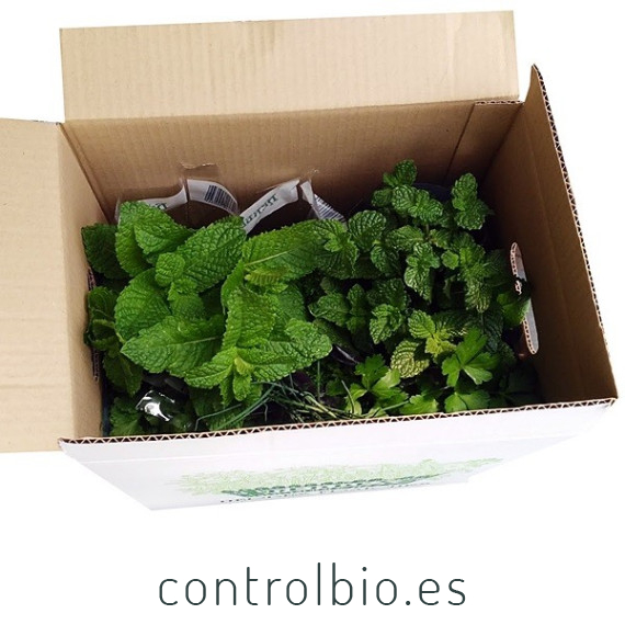 OREGANO (Origanum vulgare) maceta X 6 ud