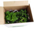 OREGANO (Origanum vulgare) maceta X 6 ud