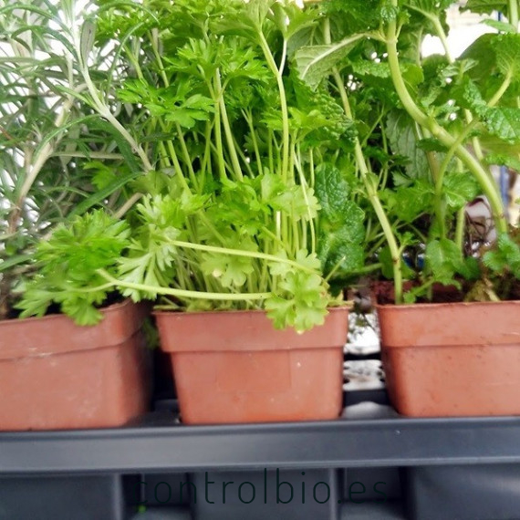 OREGANO (Origanum vulgare) maceta X 6 ud