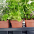 OREGANO (Origanum vulgare) maceta X 6 ud