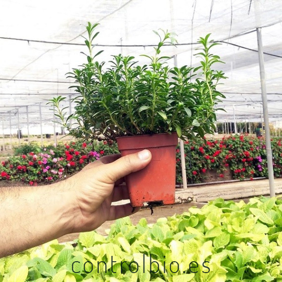 OREGANO (Origanum vulgare) maceta X 6 ud