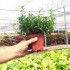 OREGANO (Origanum vulgare) maceta X 6 ud