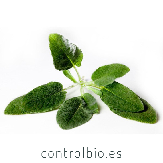 SALVIA (Salvia officinalis) maceta  X 6 Ud