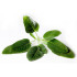 SALVIA (Salvia officinalis) maceta  X 6 Ud