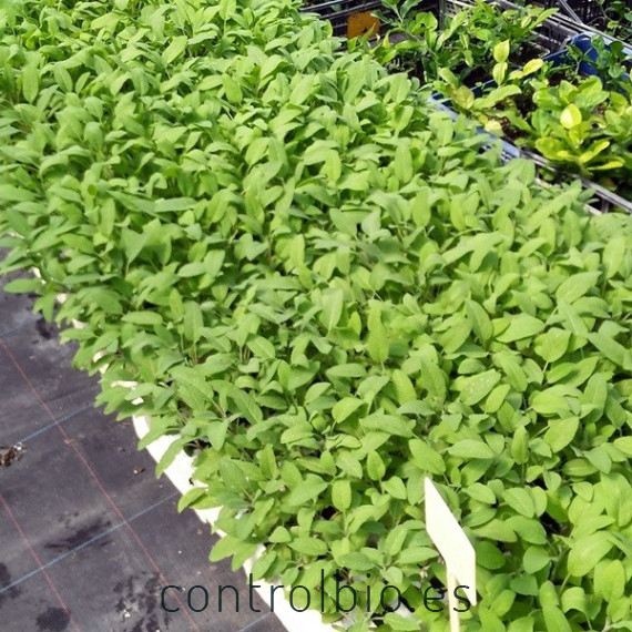 SALVIA (Salvia officinalis) maceta  X 6 Ud