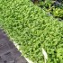 SALVIA (Salvia officinalis) maceta  X 6 Ud