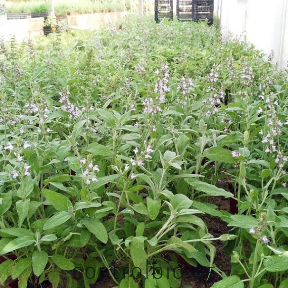 SALVIA (Salvia officinalis) maceta  X 6 Ud