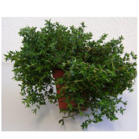 TOMILLO (Thymus vulgaris) maceta X 6 Ud