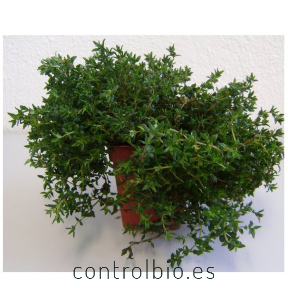 TOMILLO (Thymus vulgaris) maceta X 6 Ud